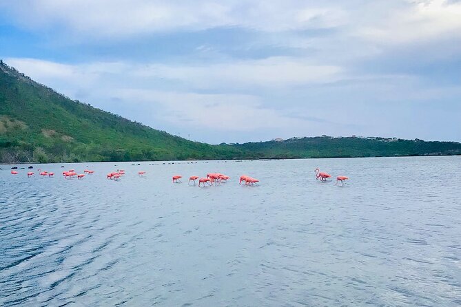 Turtle Swim at TurtleBay visit Flamingos & KnipBeach Safari Truck - A Detailed Look at the Tour Experience
