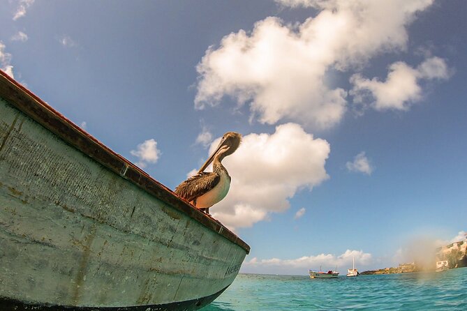 Turtle Swim at TurtleBay visit Flamingos & KnipBeach Safari Truck - Frequently Asked Questions