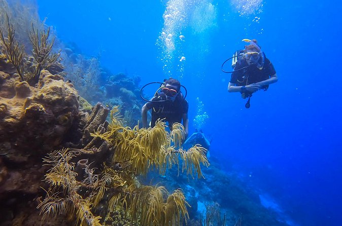Two and a Half Hours Scuba Diving Experience in Curacao - Final Thoughts: Is This Dive Right for You?