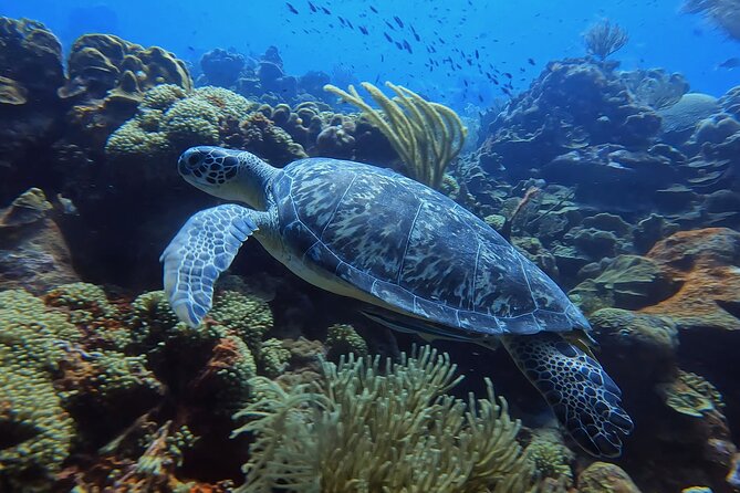 2 guided shore dives in Curacao - Exploring the Curacao Shore Dive Experience
