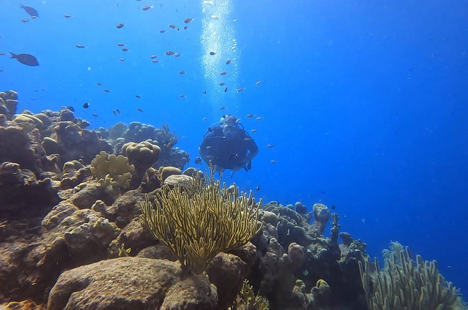 2 guided shore dives in Curacao - FAQs