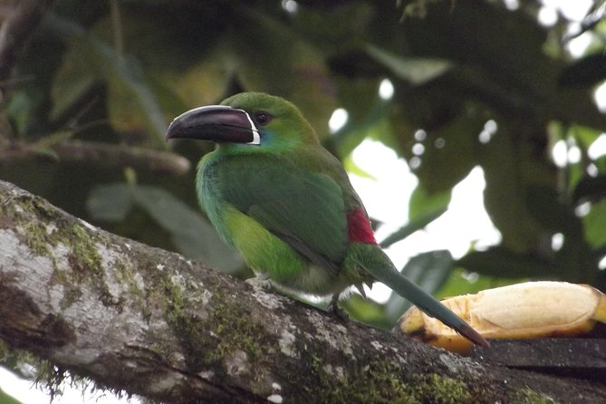 Mindo Cloud Forest (PRIVATE Day Trip from Quito) - What to Expect from Your Mindo Cloud Forest Day Trip