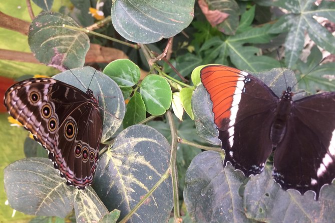 Mindo Cloud Forest (PRIVATE Day Trip from Quito) - FAQ