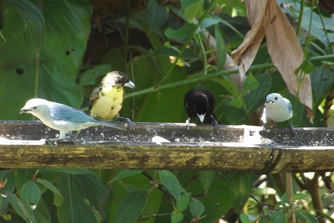 Mindo Cloud Forest (PRIVATE Day Trip from Quito) - The Sum Up: Who Will Love This Tour?