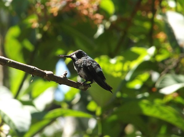Mindo Cloud Forest (PRIVATE Day Trip from Quito) - Exploring the Mindo Cloud Forest on a Private Day Trip from Quito