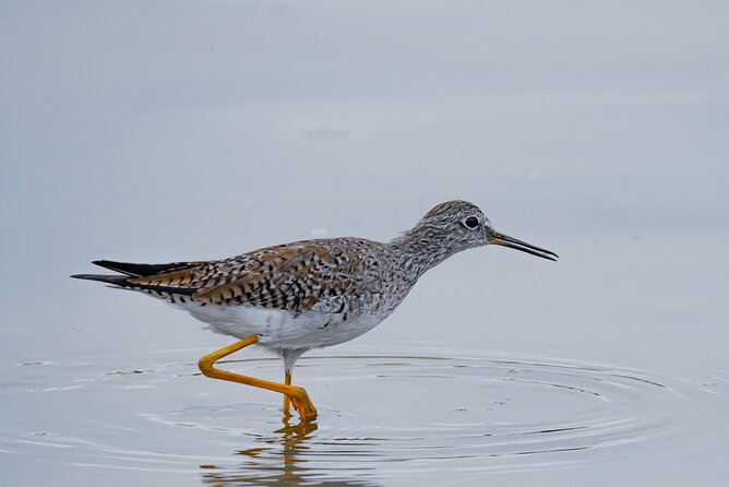 Strenuously Cotopaxi Volcano and birding by the lagoon (Private) - Who Should Consider This Tour?