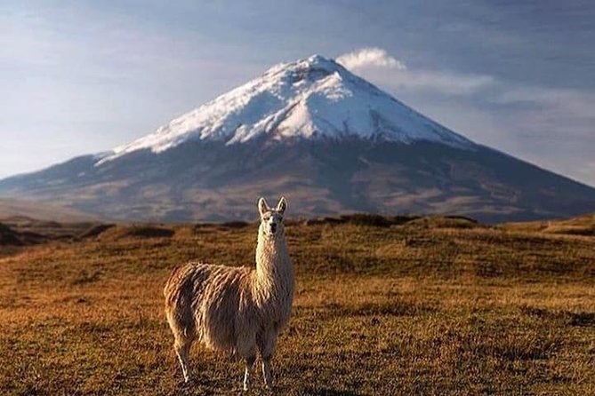 Discover Cotopaxi: All Inclusive Hiking Tour - Discover Cotopaxi: All Inclusive Hiking Tour — A Complete Guide