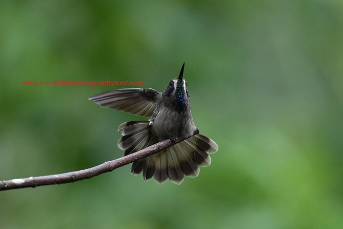 Ecuador & Mindo Bird Photography Tours with Richard Hernandez - Breakdown of the Itinerary
