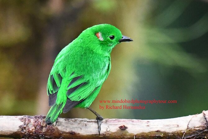 Ecuador & Mindo Bird Photography Tours with Richard Hernandez - What Travelers Say