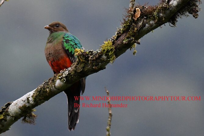 Ecuador & Mindo Bird Photography Tours with Richard Hernandez - Practical Details and What to Expect