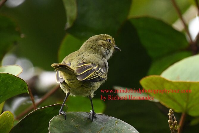 Ecuador & Mindo Bird Photography Tours with Richard Hernandez - Final Thoughts