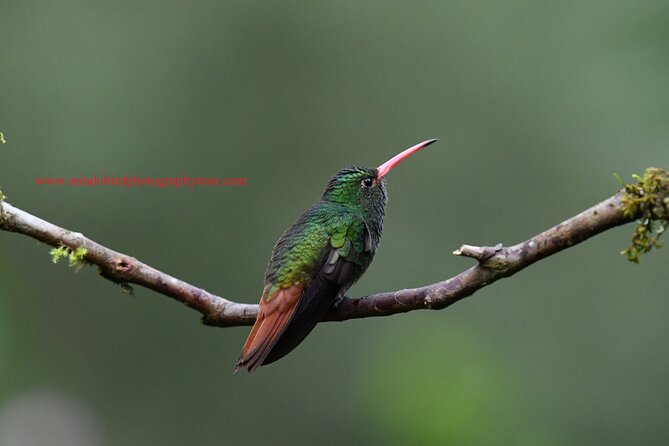 Ecuador & Mindo Bird Photography Tours with Richard Hernandez - FAQ