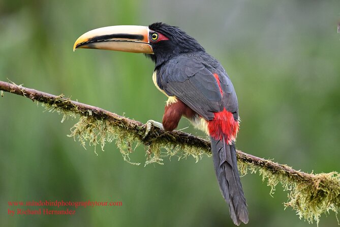 Ecuador & Mindo Bird Photography Tours with Richard Hernandez - Key Points