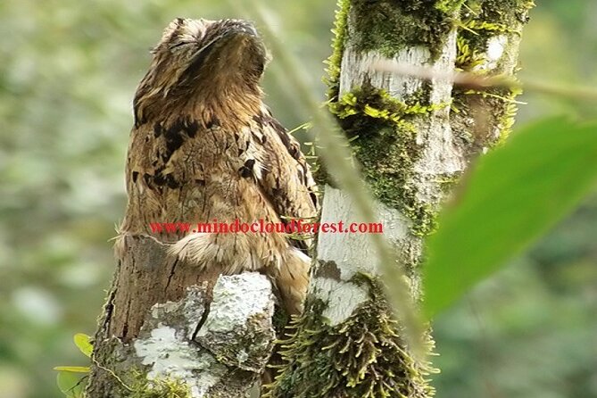 Ecuador Birds Tour & Mindo Cloud Forest - by Richard Hernandez - Key Points