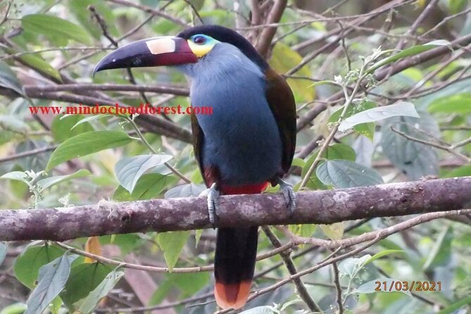 Ecuador Birds Tour & Mindo Cloud Forest - by Richard Hernandez - Who Is This Tour Best For?
