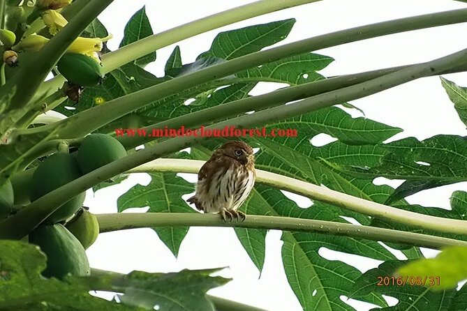 Ecuador Birds Tour & Mindo Cloud Forest - by Richard Hernandez - Final Thoughts