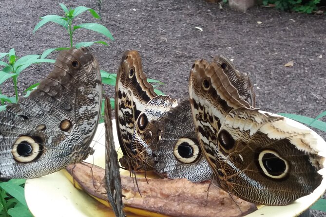 Private Tour to Mindo with Hummingbird Reserve, Tarabita and Butterfly Farm - Key Points