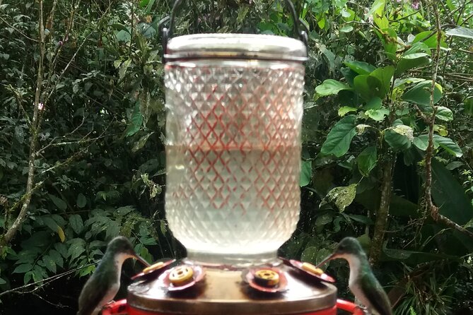 Private Tour to Mindo with Hummingbird Reserve, Tarabita and Butterfly Farm - Final Thoughts