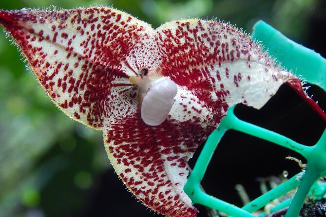 Full-Day Private Tour of Mindo Cloud Forest - Final Thoughts: Is This Tour Right for You?