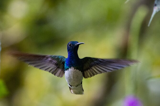 Mindo Tour with traditional breakfast at Hummingbirds Sanctuary - Key Points
