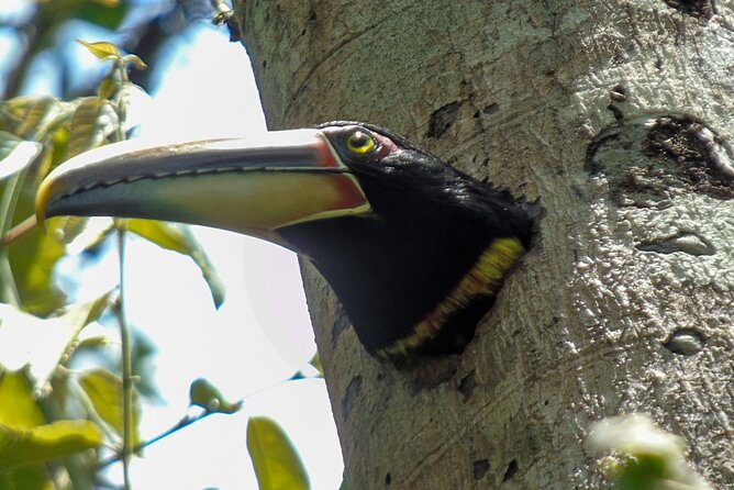 Mindo Cloud Forest Customizable - Who Should Consider This Tour?
