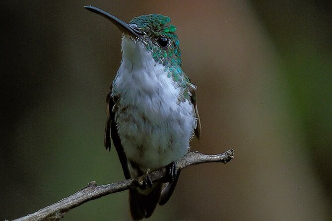 Mindo Cloud Forest Customizable - FAQ