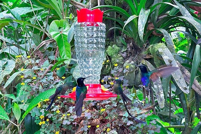 Mindo Cloud Forest Customizable - An In-Depth Look at the Mindo Cloud Forest Tour