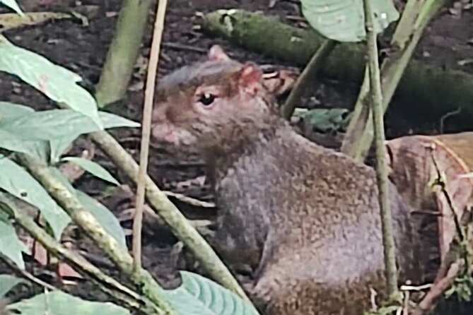Private Hike through the Waterfalls of the Mindo Cloud Forest - FAQ
