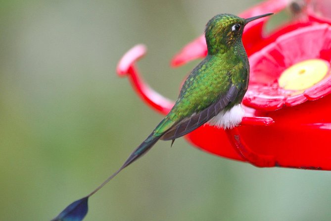 Bellavista Cloud Forest Reserve - full day - Key Points