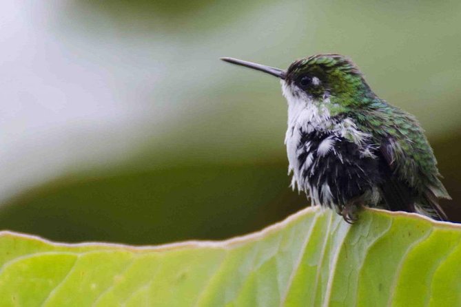 Bellavista Cloud Forest Reserve - full day - What We Loved About This Tour