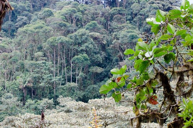 Bellavista Cloud Forest Reserve - full day - The Sum Up: Is It Worth It?