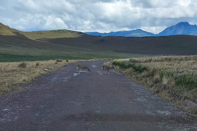 Private Excursion to Antisana Ecological Reserve - A Closer Look at the Antisana Ecological Reserve Tour