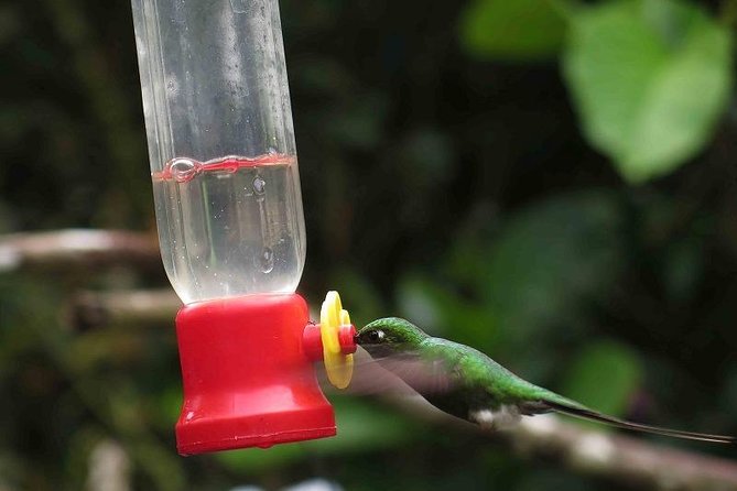 Private Excursion Middle of the World & Hummingbirds Alambi - Who Will Benefit Most from This Tour?