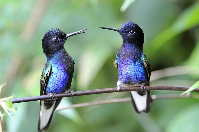 Private Excursion Middle of the World & Hummingbirds Alambi - Key Points