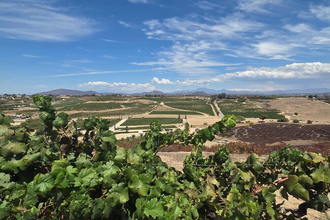 Wine tasting Tour to Temecula from San Diego (Private) - FAQ