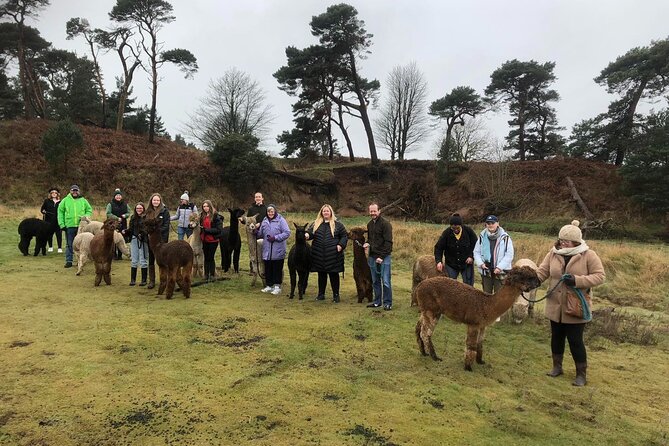 Highland Cows, Walk Alpacas & Visit a Scottish Wildlife Centre - What Makes This Tour Stand Out?