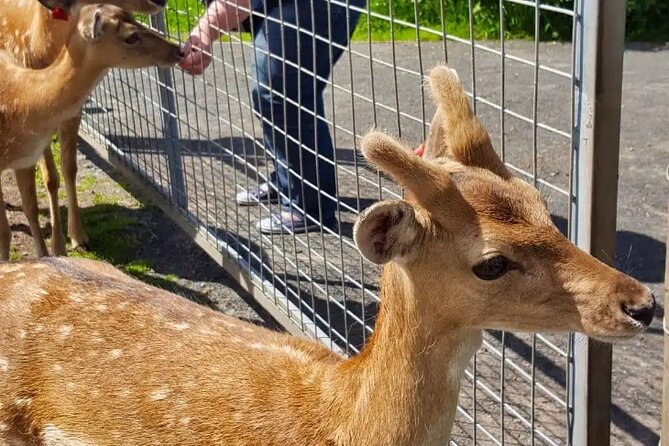Highland Cows, Walk Alpacas & Visit a Scottish Wildlife Centre - FAQs