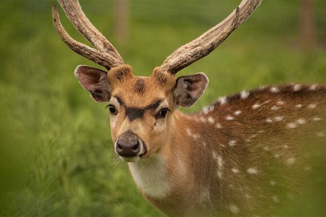 Highland Cows, Walk Alpacas & Visit a Scottish Wildlife Centre - Who Should Consider This Tour?
