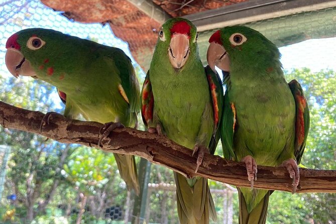 Animal Rescue center around San Jose - Experience tour - Key Points