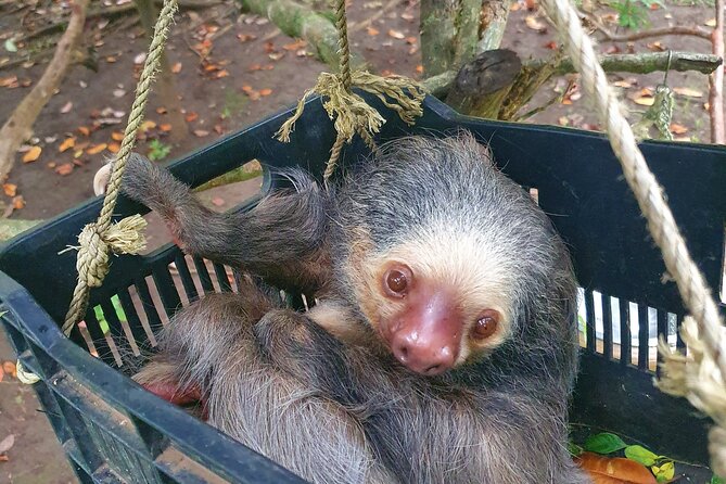 Animal Rescue center around San Jose - Experience tour - A Close Look at the Costa Rica Animal Rescue Center Experience