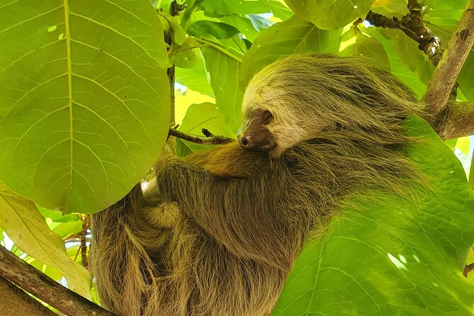 Animal Rescue center around San Jose - Experience tour - Final Thoughts