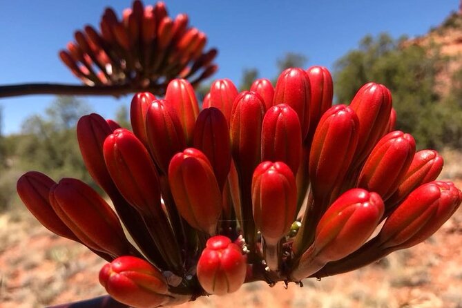 Sedona Sneak-a-Peak Hike With a Private Guide - Final Thoughts