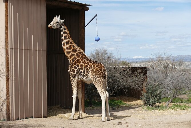 Out of Africa Wildlife Park Admission Ticket - Highlights of the Experience