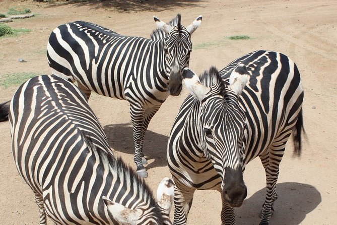 Out of Africa Wildlife Park Admission Ticket - What Reviewers Are Saying