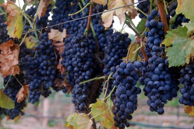 2 Hours Water to Wine Kayak Trip from Cottonwood - Who Should Consider This Tour?