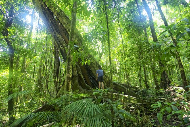 Mossman Gorge Daintree Experience Small Groups - An In-Depth Look at the Mossman Gorge Daintree Experience