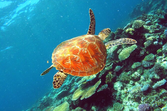 Cairns Great Barrier Reef Snorkel and Flight Adventure - Handling Logistics and Practicalities
