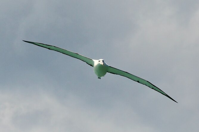 Dunedin Wildlife Cruise-Albatross, seals and harbour - Frequently Asked Questions