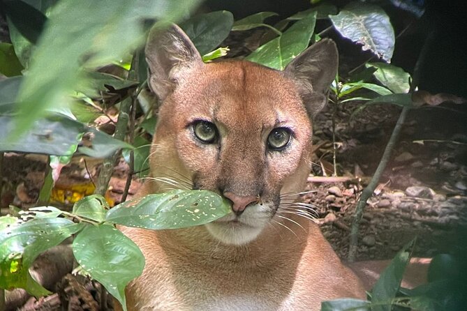 Tour in Corcovado National Park San Pedrillo Station - Physical Requirements and Restrictions