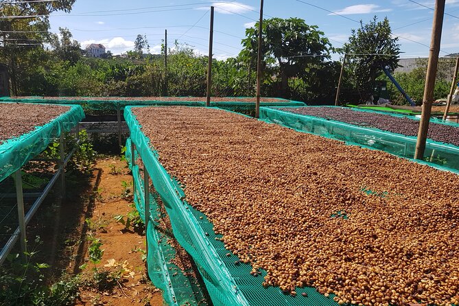 Coffee & Culture Experience _From Farm to Cup by Elon Farm - The Sum Up